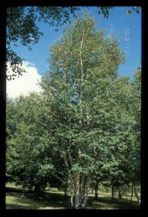 birch